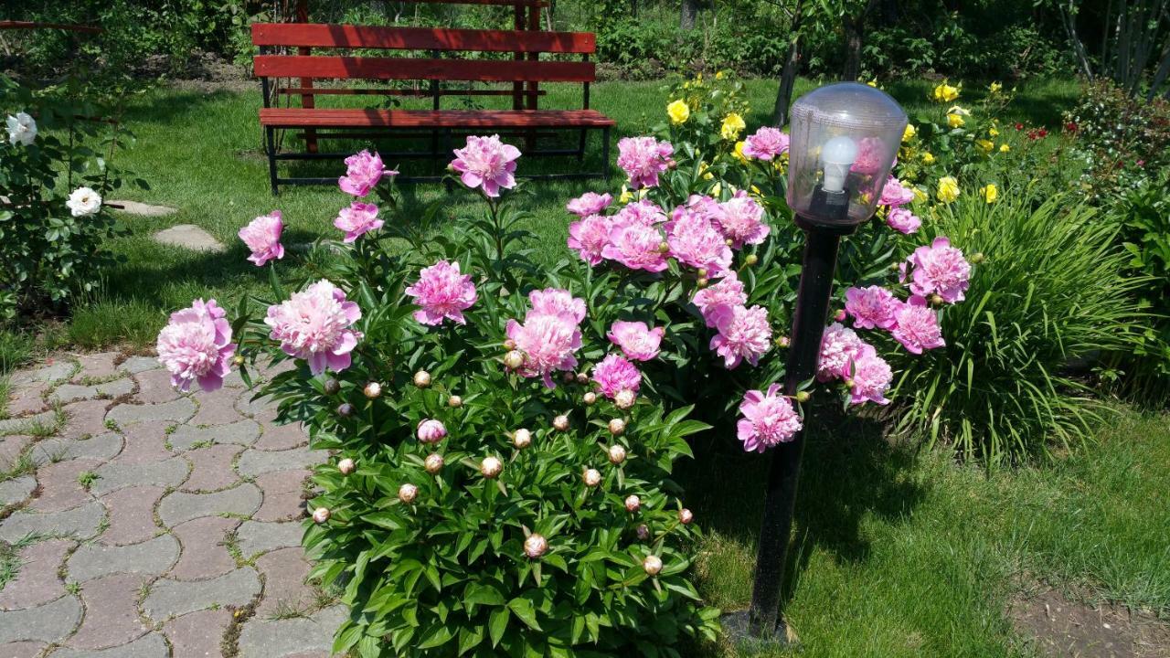 Pension Delia Gardens Timişoara Extérieur photo